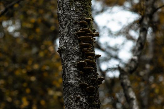 A tree trunk with mushrooms growing in a Norwegian forest during autumn.