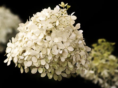 Fotos de stock gratuitas de blanco, flores, hortensia