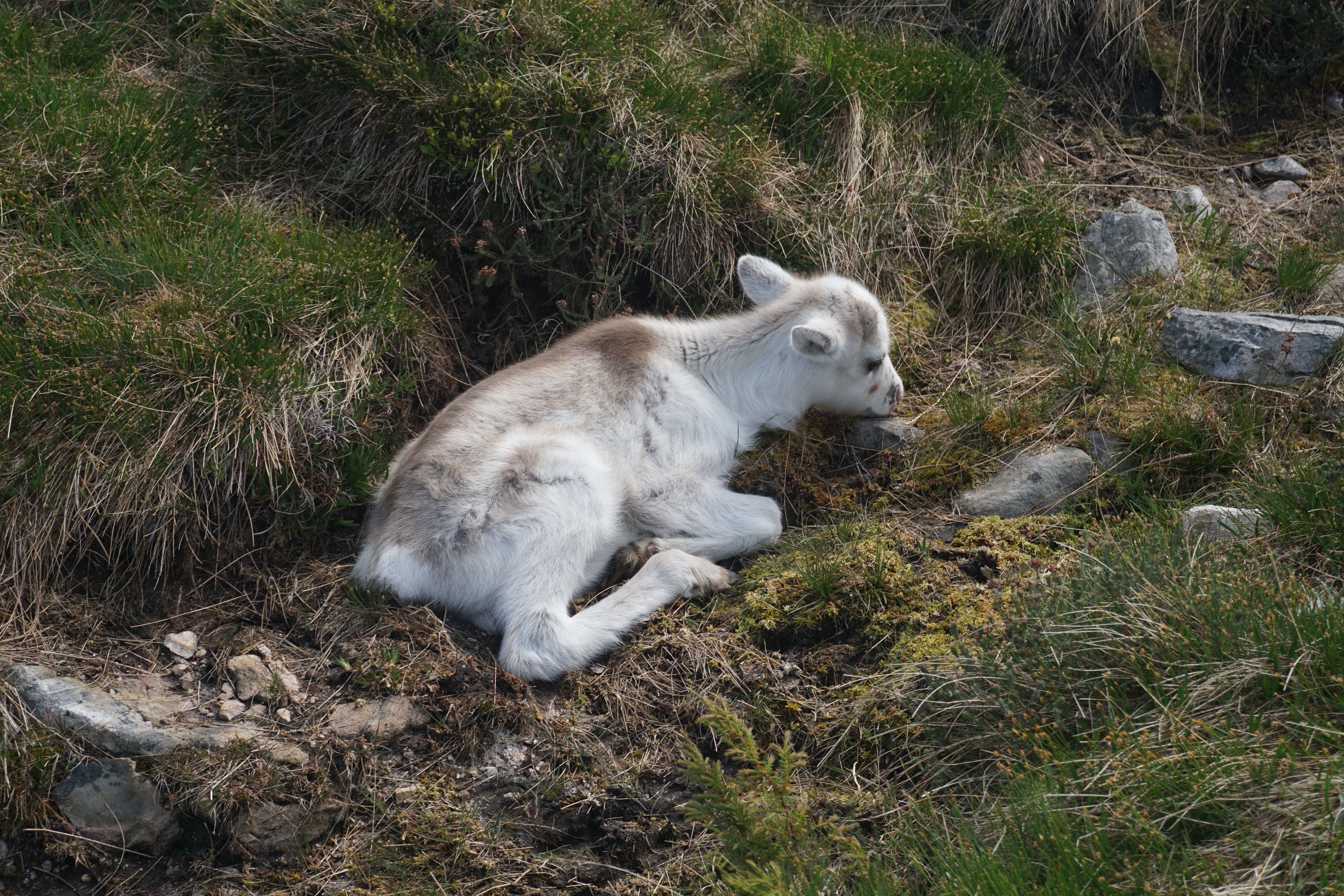 Cairngorm Reindeer Herd, Glenmore