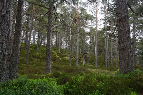 Free Explore the dense pine woodlands of the Scottish Highlands, showcasing natural beauty and tranquility. Stock Photo
