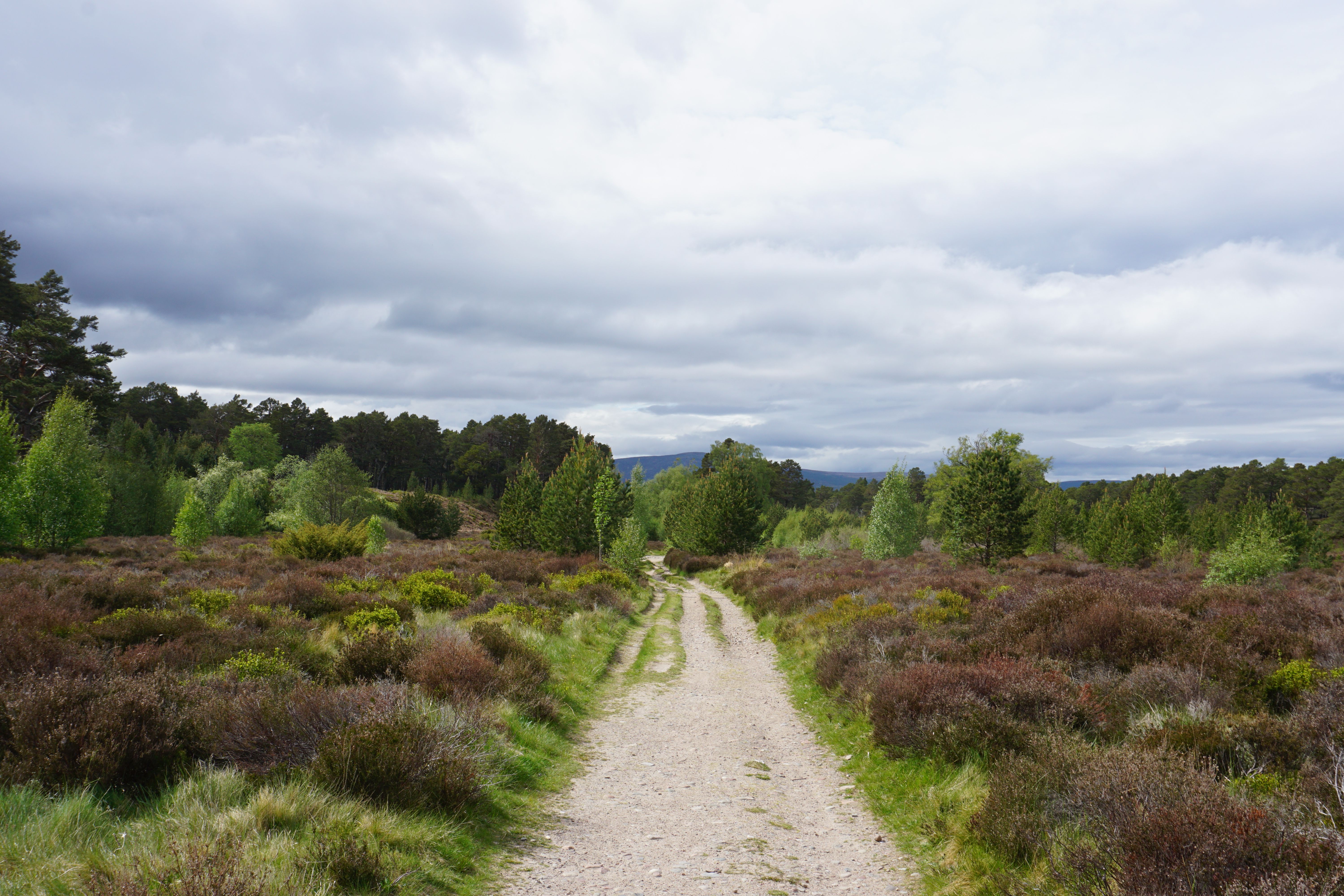 Explore the scenic pathways of Glenmore in the Scottish Highlands, surrounded by lush greenery and mountainous views.