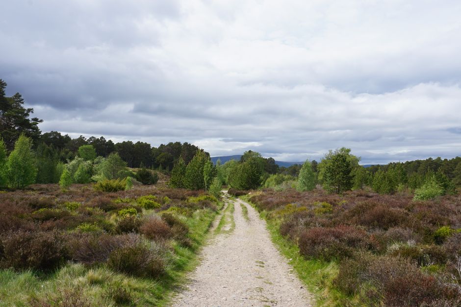 Explore the scenic pathways of Glenmore in the Scottish Highlands, surrounded by lush greenery and mountainous views.