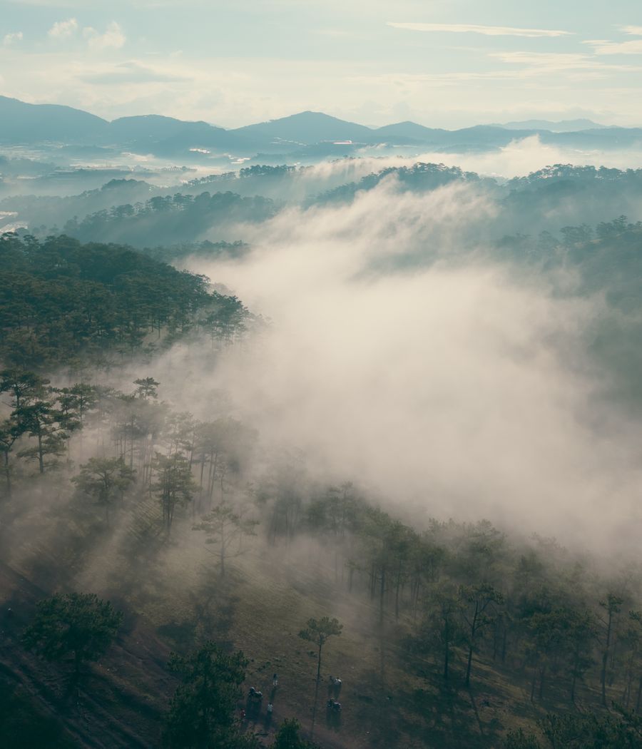 Misty forest landscape