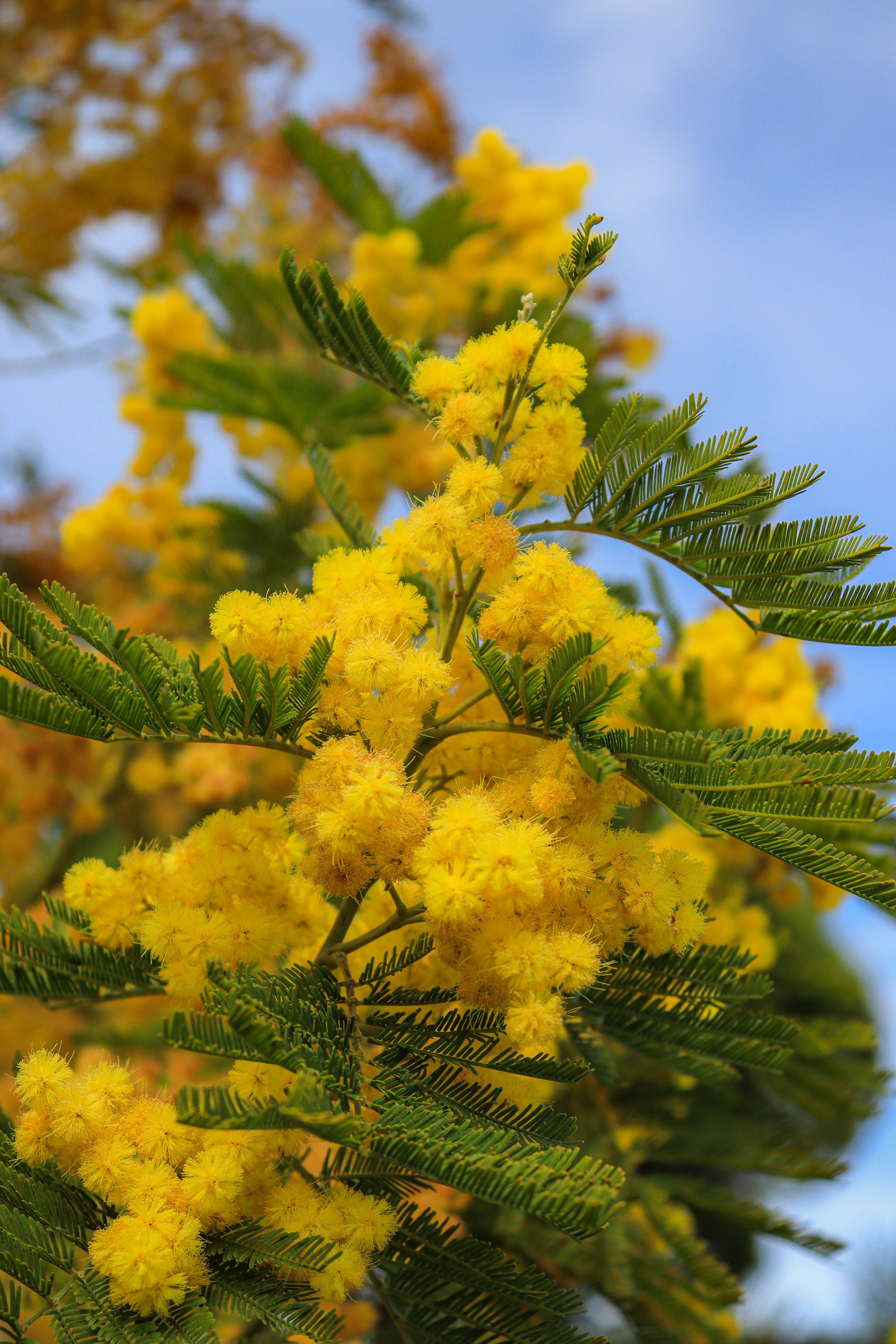 [ColoSach]-close-up-of-vibrant-yellow-mimosa-flowers-blooming-against-a-blue-sky.