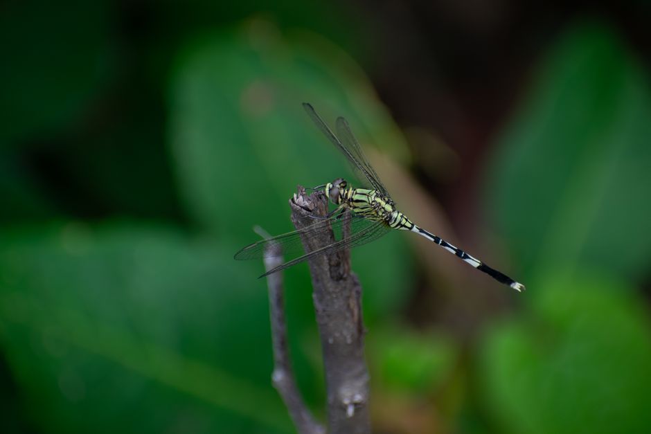 Detailed macro photograph of a dragonfly perched on a natural branch against a green, soft-focused background.