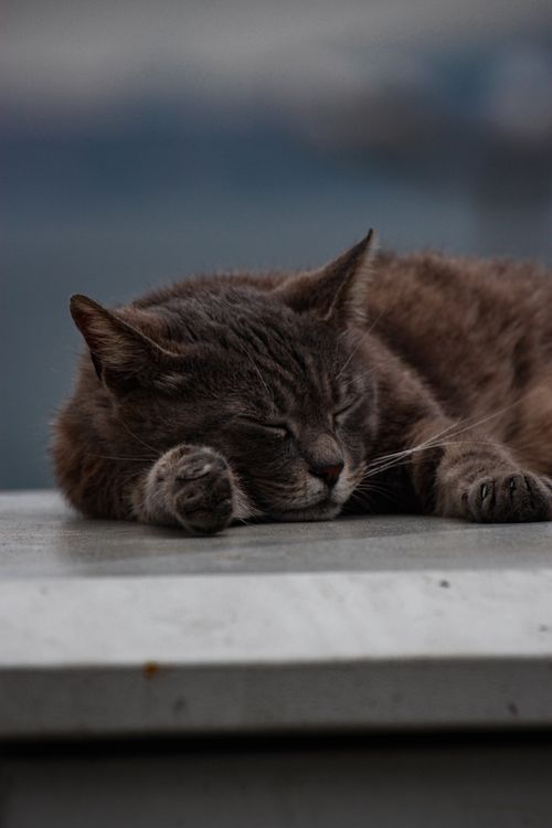 Free A serene image of a gray cat sleeping on a ledge, capturing tranquility and comfort in an outdoor setting. Stock Photo