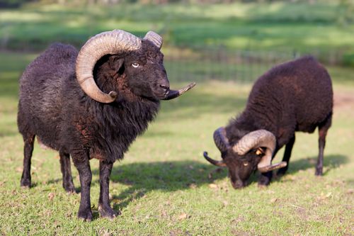 Free Two Ouessant rams with curly horns grazing in a lush green pasture on a sunny day. Stock Photo