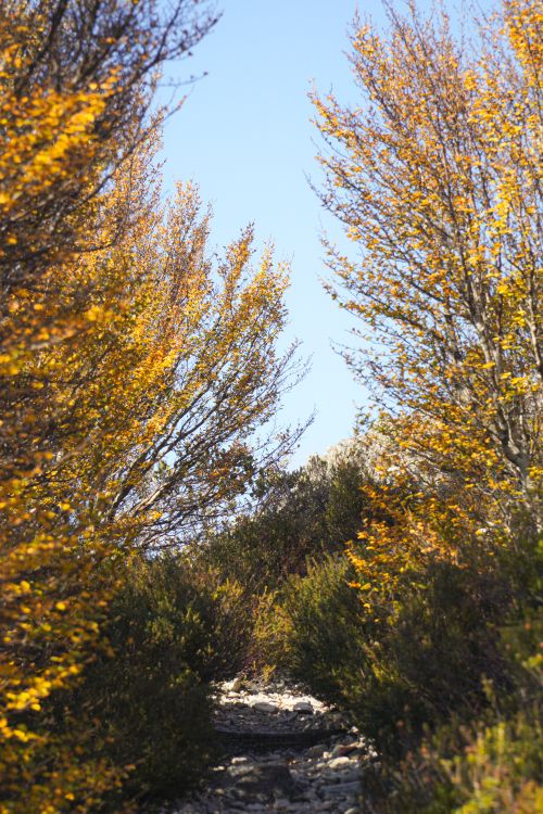 Free Beautiful autumn path surrounded by colorful trees at Cradle Mountain, Tasmania. Stock Photo