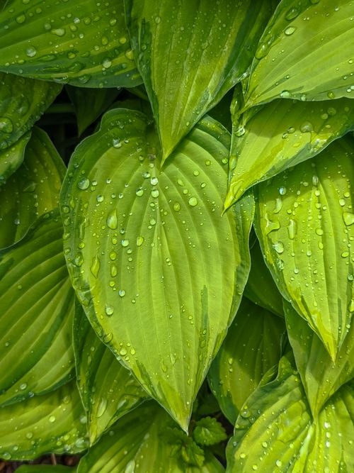 Free Vibrant green hosta leaves with fresh dew drops, perfect for nature and garden themes. Stock Photo