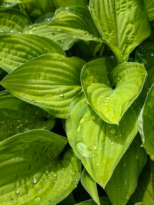 Free Vibrant green hosta leaves with dewdrops create a fresh, natural look under sunlight. Stock Photo
