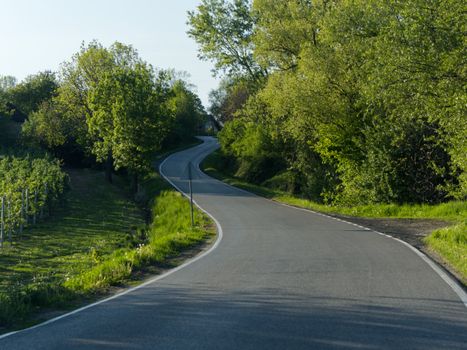 Winding rural road surrounded by vibrant green trees in spring, perfect for peaceful travel imagery.