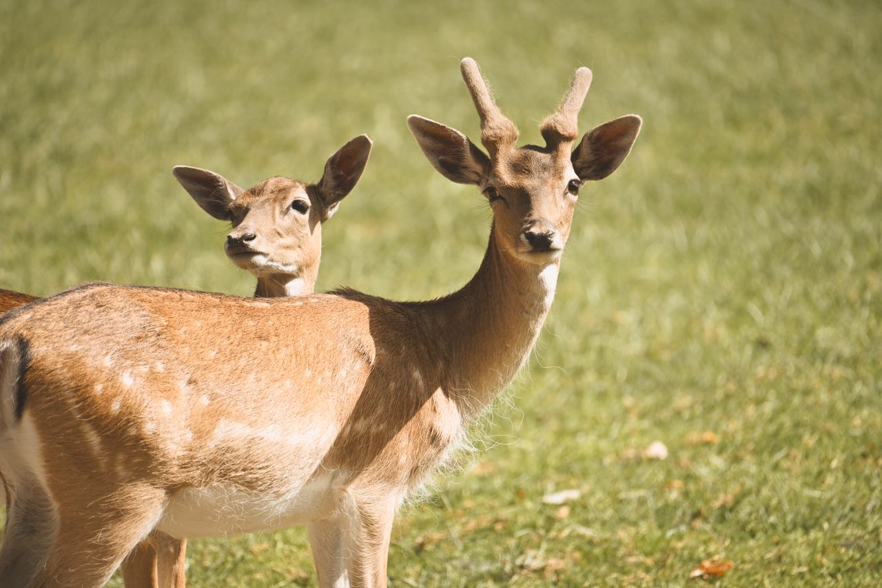 two fallow deer standing attentively in a sunlit grassy field showcasi