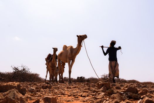 A person herding camels in the arid desert landscape of Somalia under a clear sky.