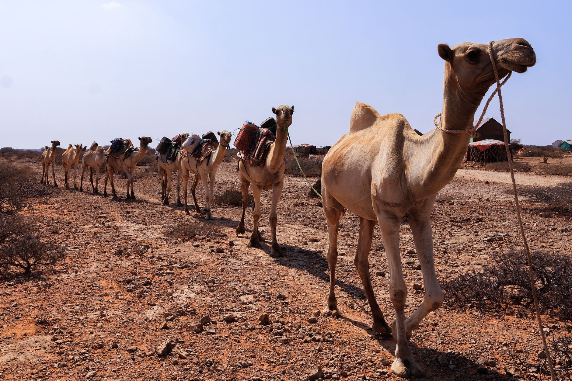 A camel caravan travels across the arid desert landscape in Somalia under a bright sky.