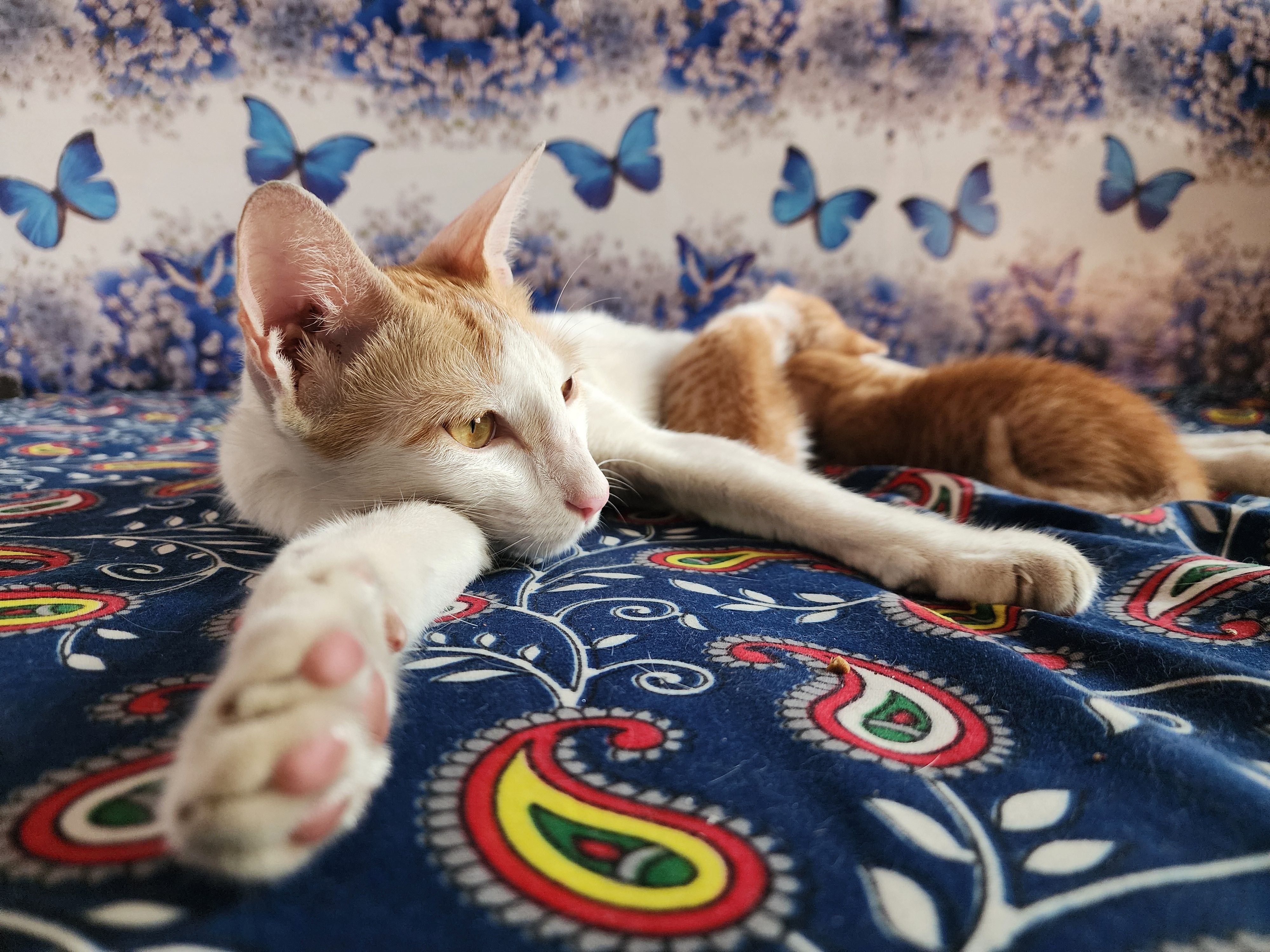 A serene cat lounges on vibrant, patterned fabric with a blue butterfly backdrop.
