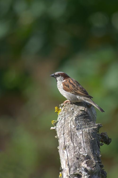 Free A vibrant house sparrow perched on a rustic log, captured in natural daylight. Stock Photo