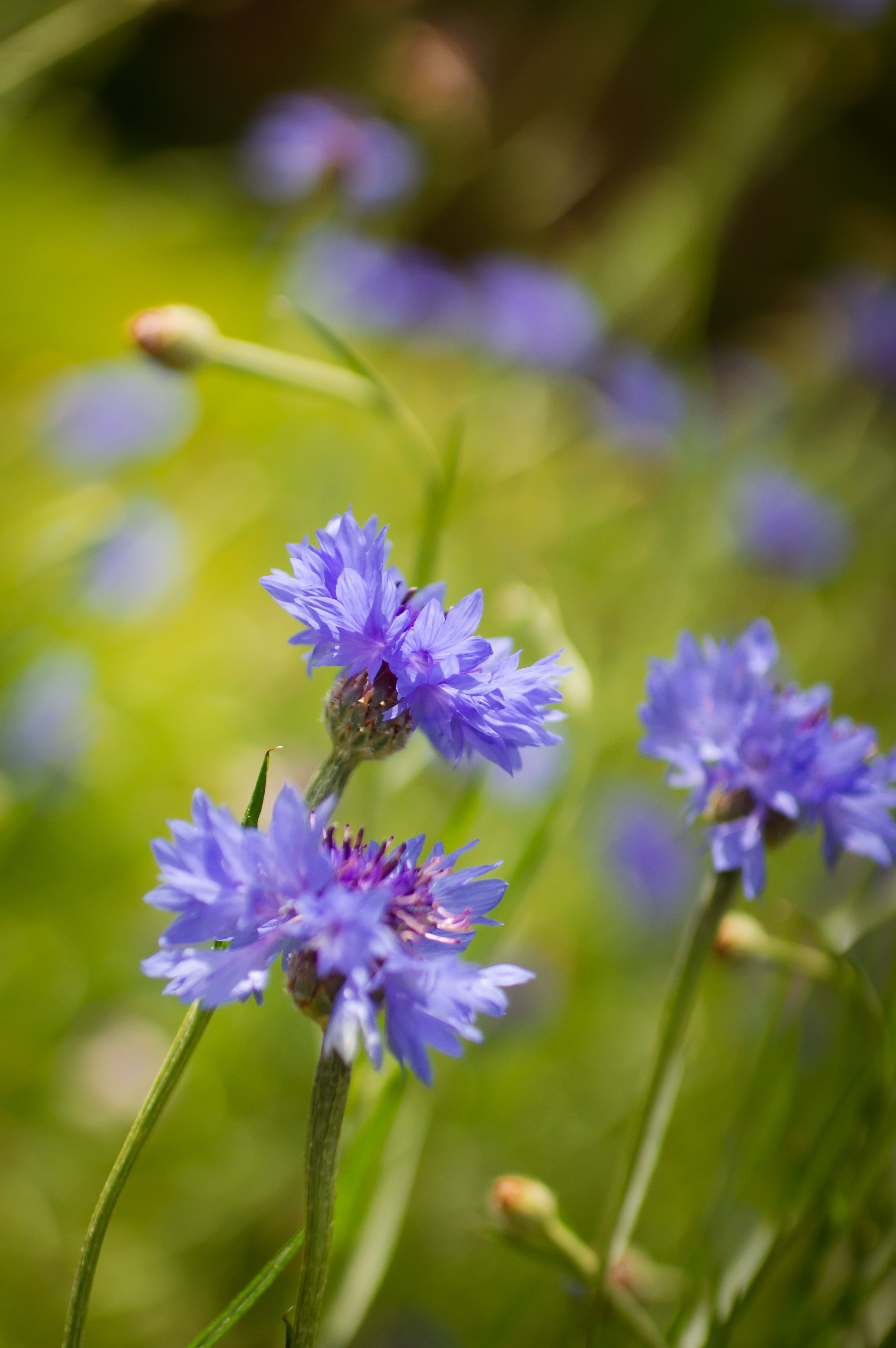 [ColoSach]-bright-blue-cornflowers-blooming-in-the-sun,-showcasing-nature's-beauty-with-a-blurred-background.