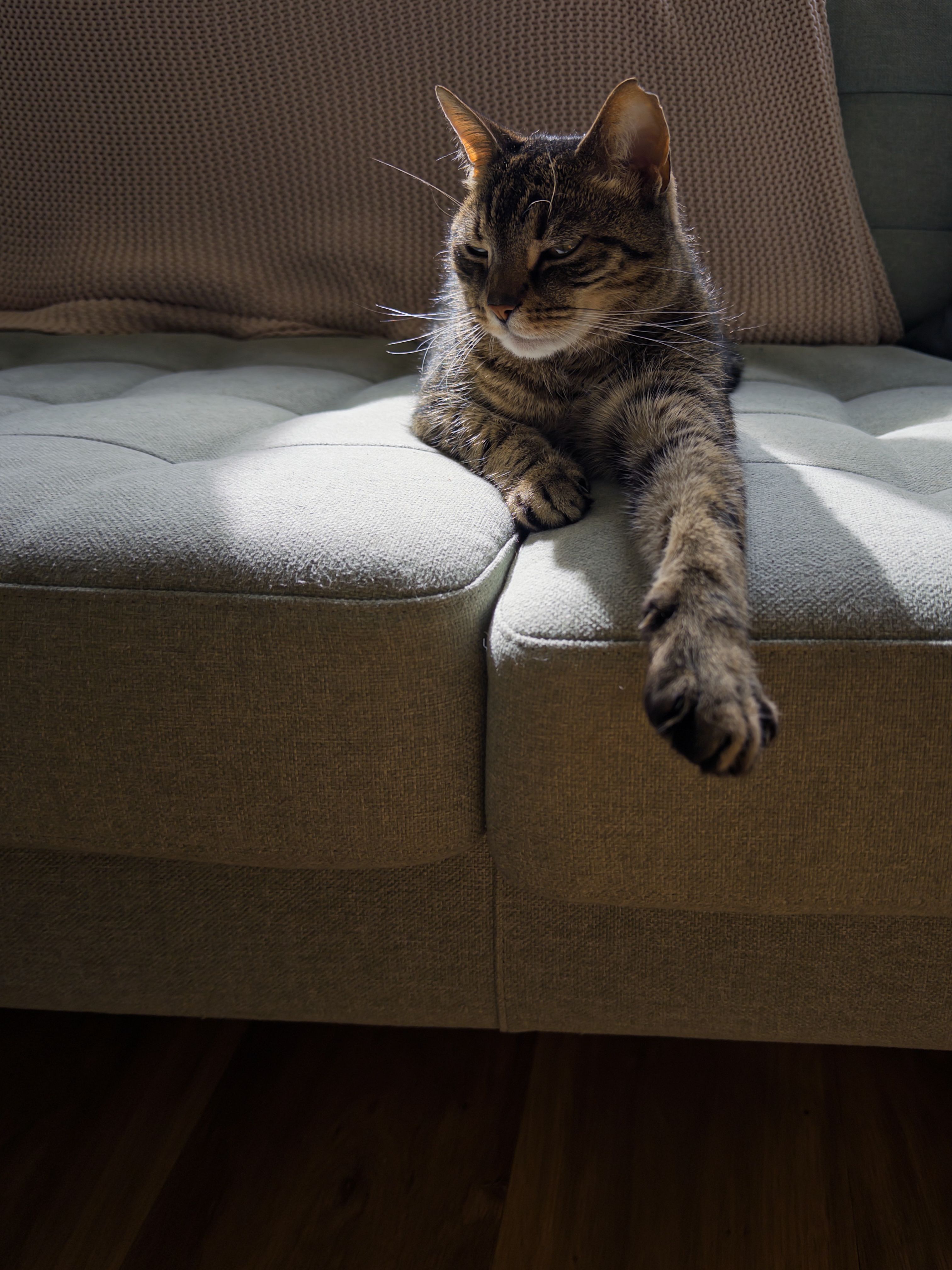 Cozy tabby cat relaxing on a sunlit couch, enjoying a peaceful indoor setting.