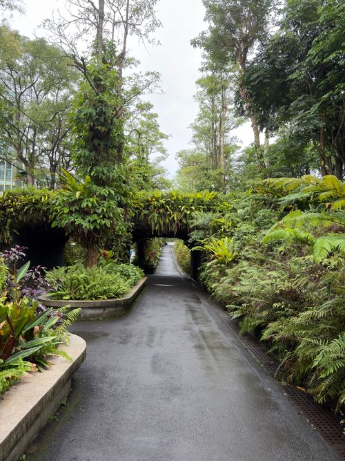 Free A serene path surrounded by dense greenery in Taipei's botanical garden, offering a tranquil nature escape. Stock Photo