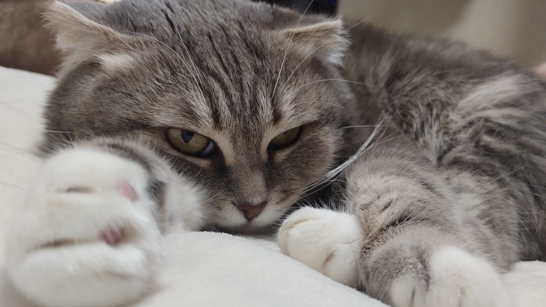 A cozy gray cat lounges comfortably on a bed, capturing a moment of relaxation.