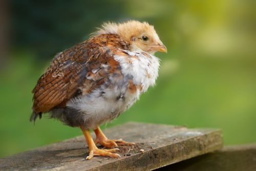Free Cute young chick with brown and white feathers standing outdoors on a wooden surface. Stock Photo