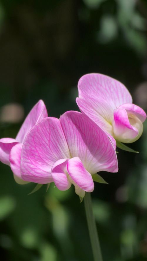 Free Vibrant pink sweet pea flowers in full bloom captured in natural sunlight. Stock Photo
