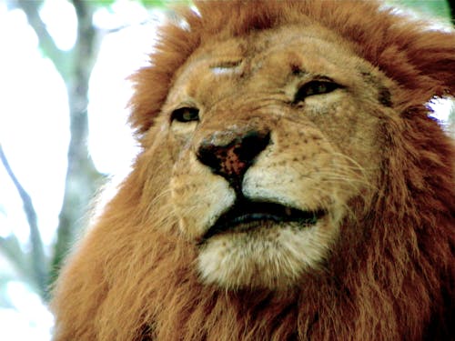 Free stock photo of lion Stock Photo