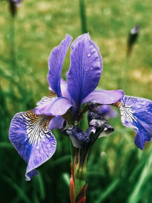 Free Close-up shot of a vibrant purple iris with water droplets, showcasing delicate petal details. Stock Photo