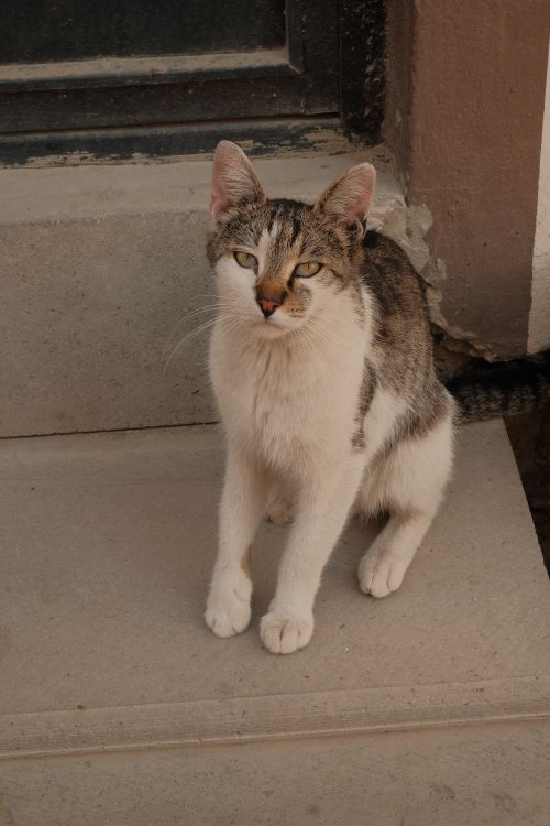 Free A charming cat sits on steps at an urban location in Kastamonu, Türkiye. Stock Photo