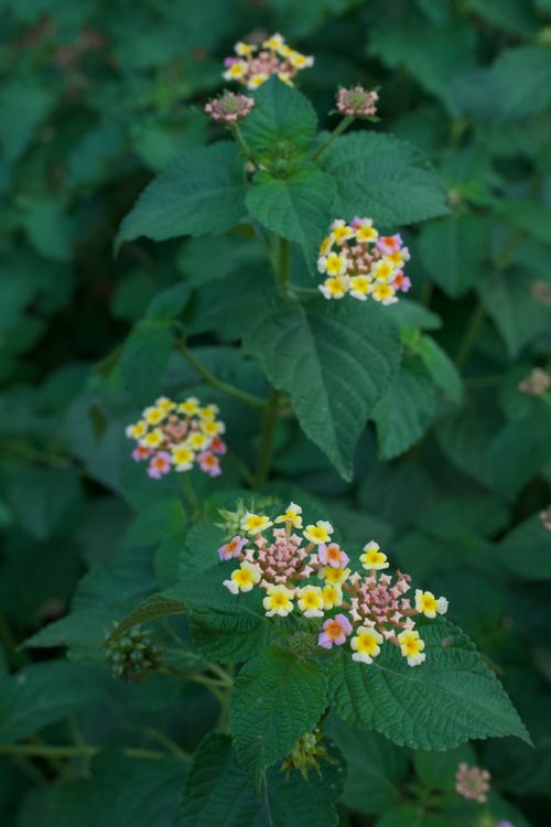 Free Close-up of vibrant Lantana Camara flowers with rich greenery in Abuja. Stock Photo