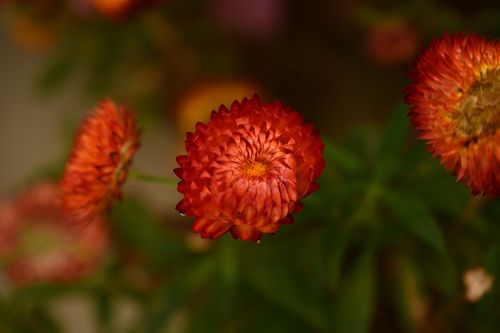 Free A detailed view of red Chrysanthemums showcasing their vibrant petals against a blurred green background. Stock Photo