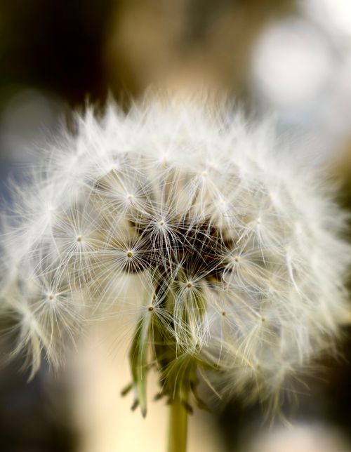 Free Detailed close-up of a dandelion seed head with delicate white fluff against a blurred background. Stock Photo