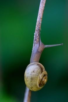 Macro photo of a snail on a branch against a vibrant green background.