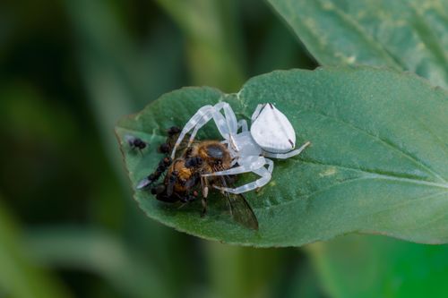 Free Close-up of a white crab spider capturing a bee on a green leaf. Nature at its rawest Stock Photo