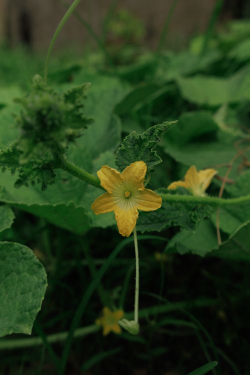 Free Close-up of a beautiful yellow flower surrounded by verdant leaves in a natural setting. Stock Photo