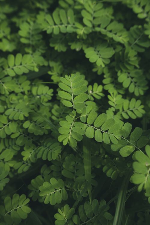 Free Vibrant fern leaves create a dense green canopy, perfect for natural backgrounds and green aesthetics. Stock Photo