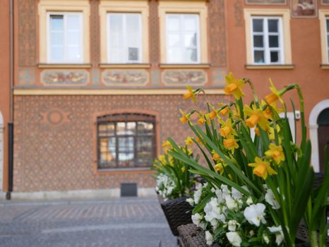 Charming yellow daffodils bloom brightly in front of a historic European building facade.