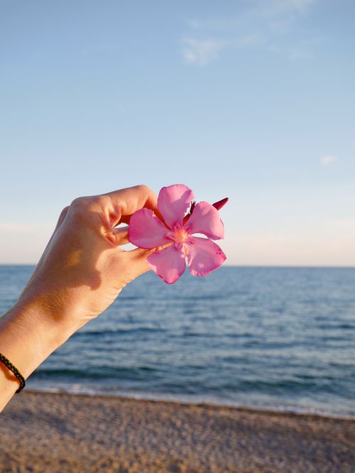 5.000+ Strand Blumen Bilder und Fotos · Kostenlos Downloaden · Pexels Stock-Fotos
