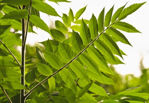 Free Vibrant green tree foliage with natural sunlight highlighting the leaves in an outdoor setting. Stock Photo