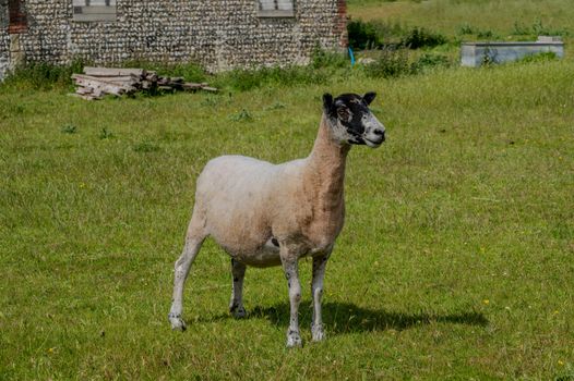 A shorn sheep standing in a sunny, grassy field near a stone building.