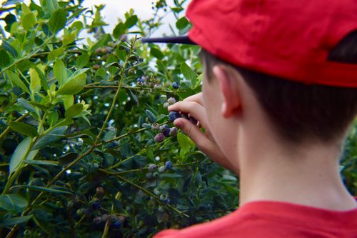 Free A young boy in a red cap picks ripe blueberries from a bush in a garden during the day. Stock Photo