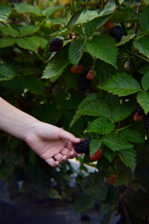 Free A hand reaching to pick ripe blackberries from a lush green bush. Stock Photo