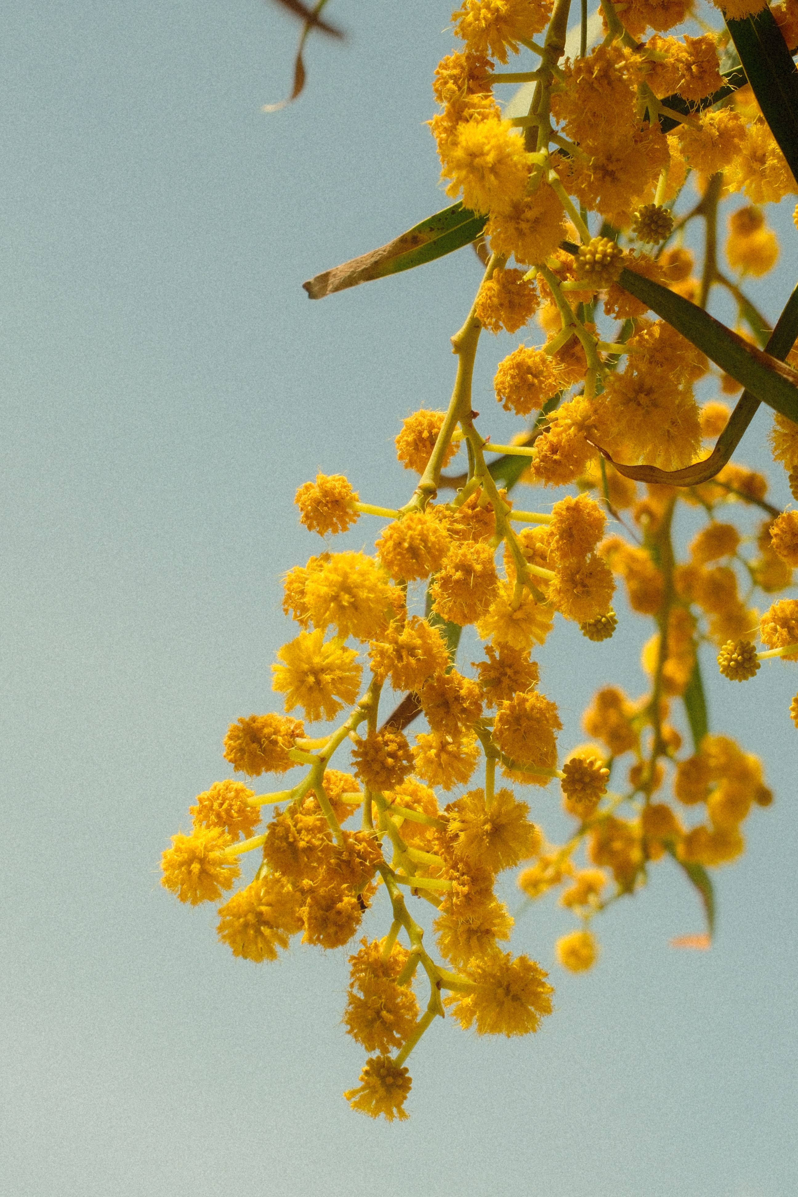 Vibrant yellow acacia flowers bloom under a clear blue sky, capturing summer's essence.