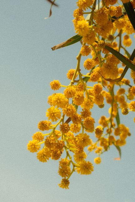 Vibrant yellow acacia flowers bloom under a clear blue sky, capturing summer's essence.