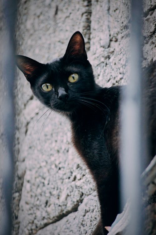Free Black cat with striking green eyes framed against a rocky background. Stock Photo