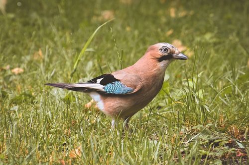 Free Eurasian Jay perched on grassy field, showcasing vibrant plumage. Stock Photo