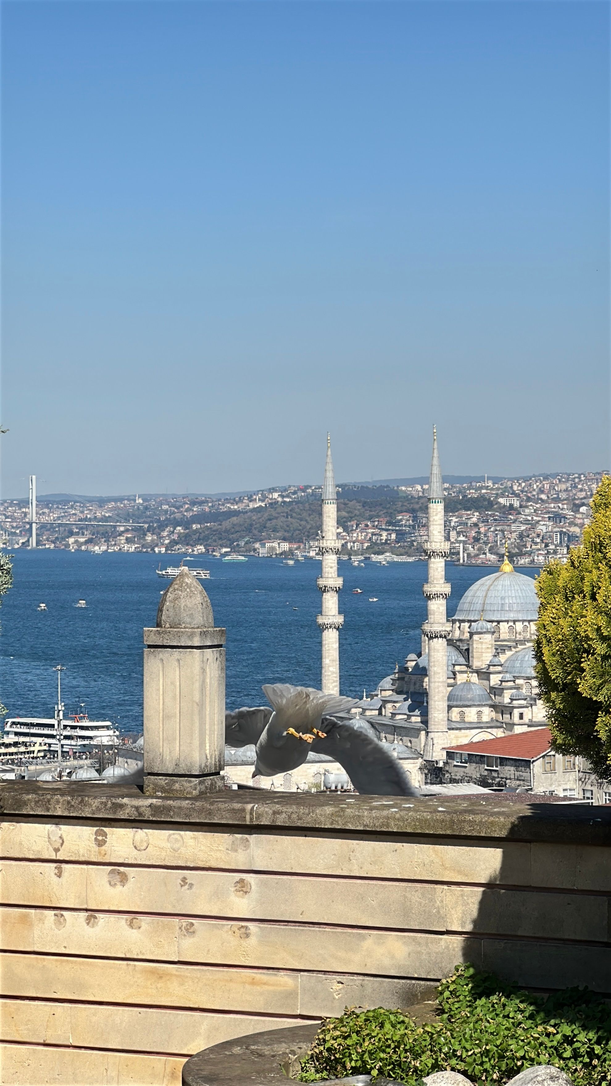 Seagull soaring over Istanbul with the iconic skyline and Bosphorus view under a clear blue sky.