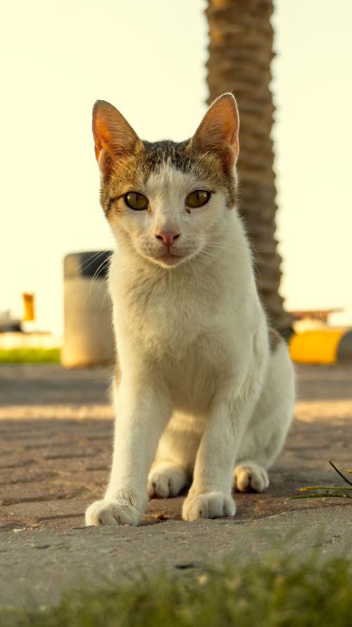 Free Portrait of a curious cat in Salmiya, Kuwait, captured in the warm golden light of daytime outdoors. Stock Photo