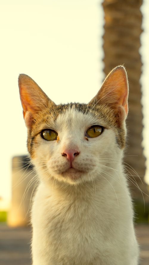 Free Portrait of a domestic cat with yellow eyes in Salmiya, Kuwait. Stock Photo