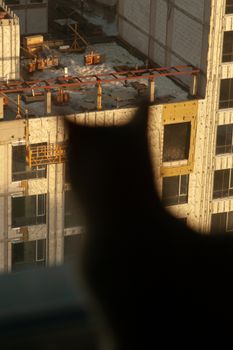 猫的剪影映衬在日出照亮的城市建设工地上，突显出对比。 - 相关推荐